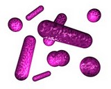 gram-negative-like bacteria